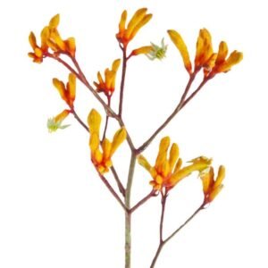 Anigozanthos-Gold-Fever