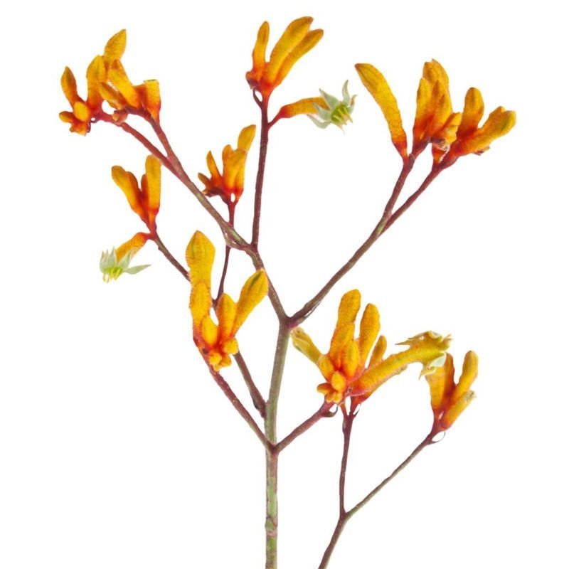 Anigozanthos-Gold-Fever