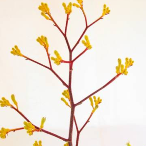 Anigozanthos-Yellow-Gem