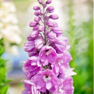 Delphinium-Astolat