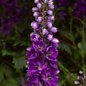 Delphinium-Black-knight
