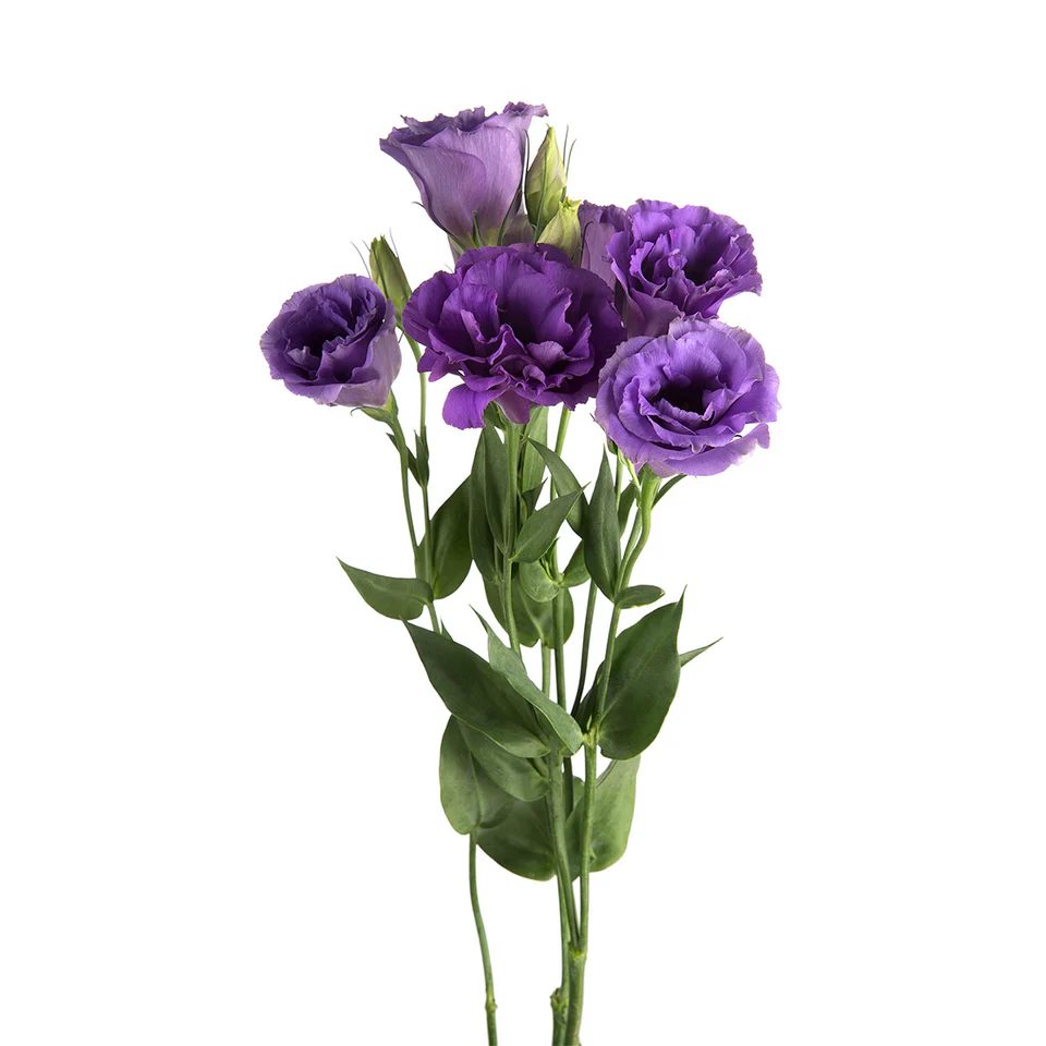 Lisianthus purple