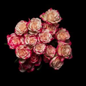 Spray-Rose-Fireworks