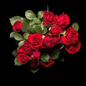 Spray-Rose-Red-Trendsetter