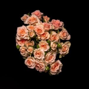 Spray rose sweet sara