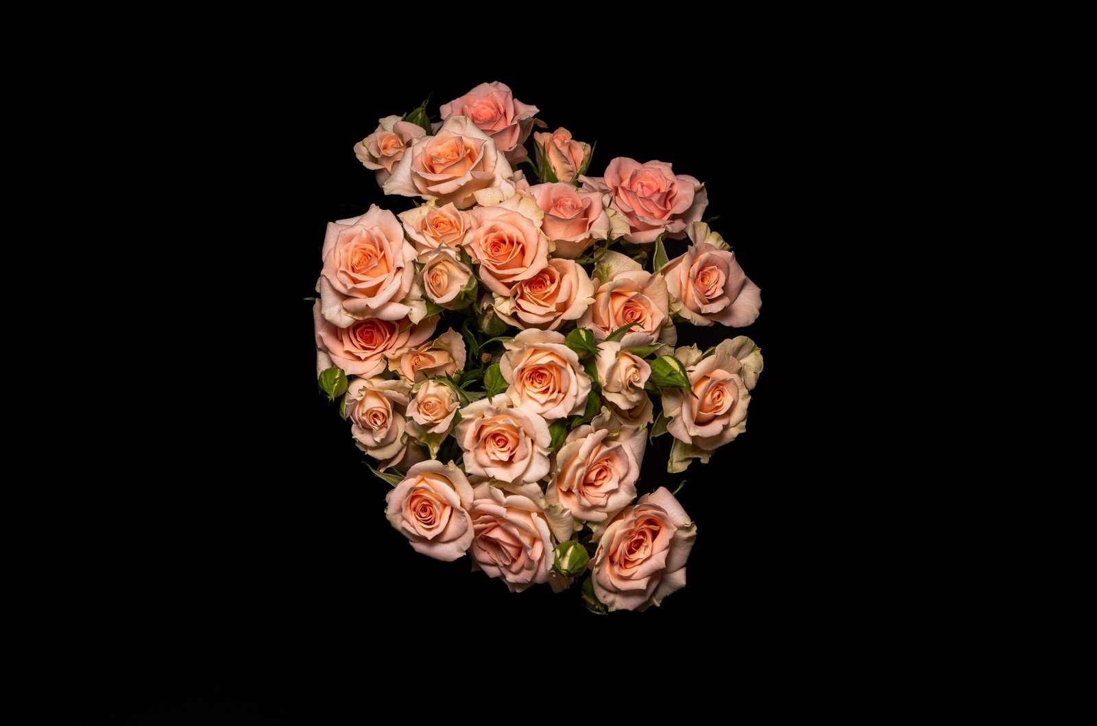 Spray rose sweet sara