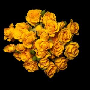 Spray-rose-yellow-babe