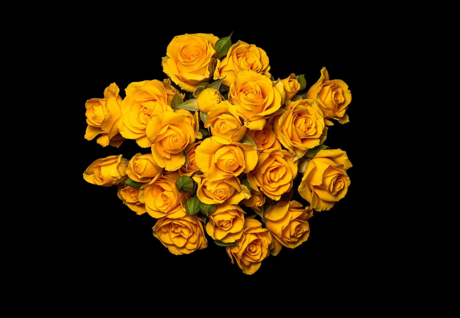 Spray-rose-yellow-babe