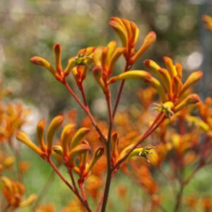 Anigozanthos-orange-cross