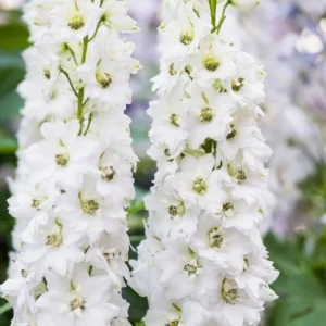 fresh-flowers-wholesale