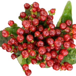 hypericum-Cherry-pink