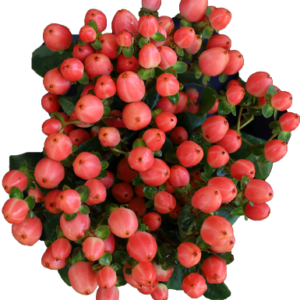 hypericum-Royal-Princess