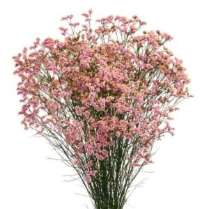 limonium-Anouchka-diamond