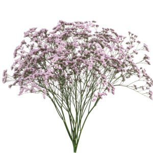 limonium-Safora-Oshi-Pink