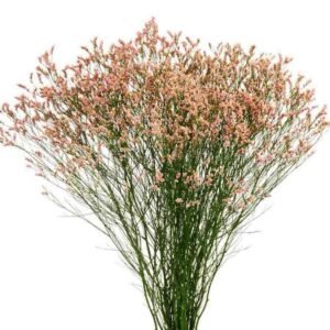 limonium-max-diamond