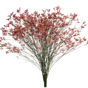 limonium-scarlet-diamond