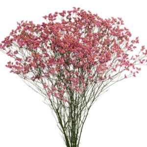 limonium-tiffany-diamond