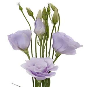 Lisianthus lavender