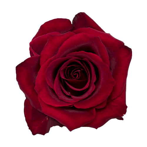 Rose-Ever-RED